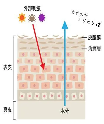 夏の肌は紫外線の影響で皮脂膜バランスが乱れやすい