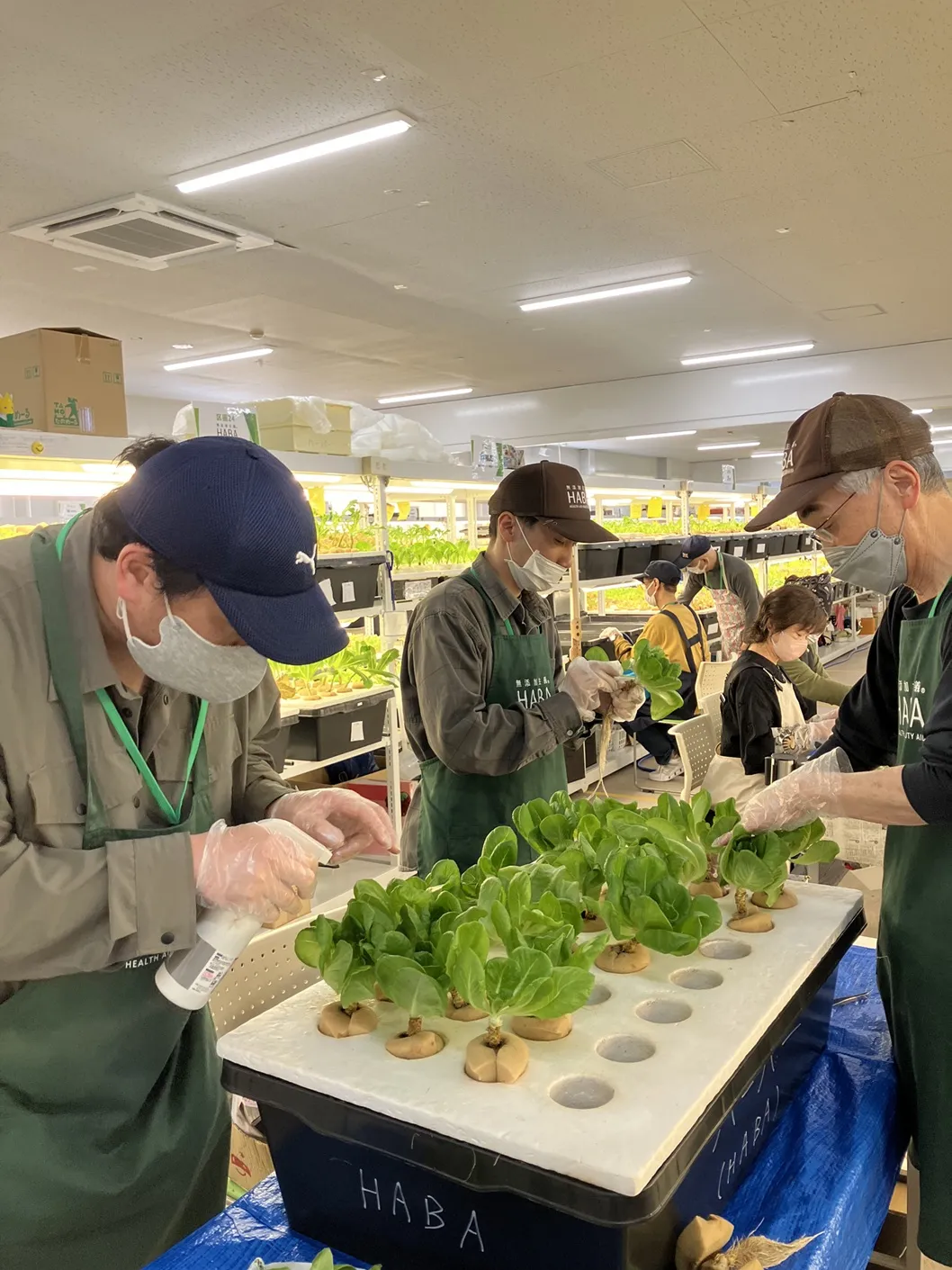 水耕栽培でフリルレタスなど７種類の野菜づくり