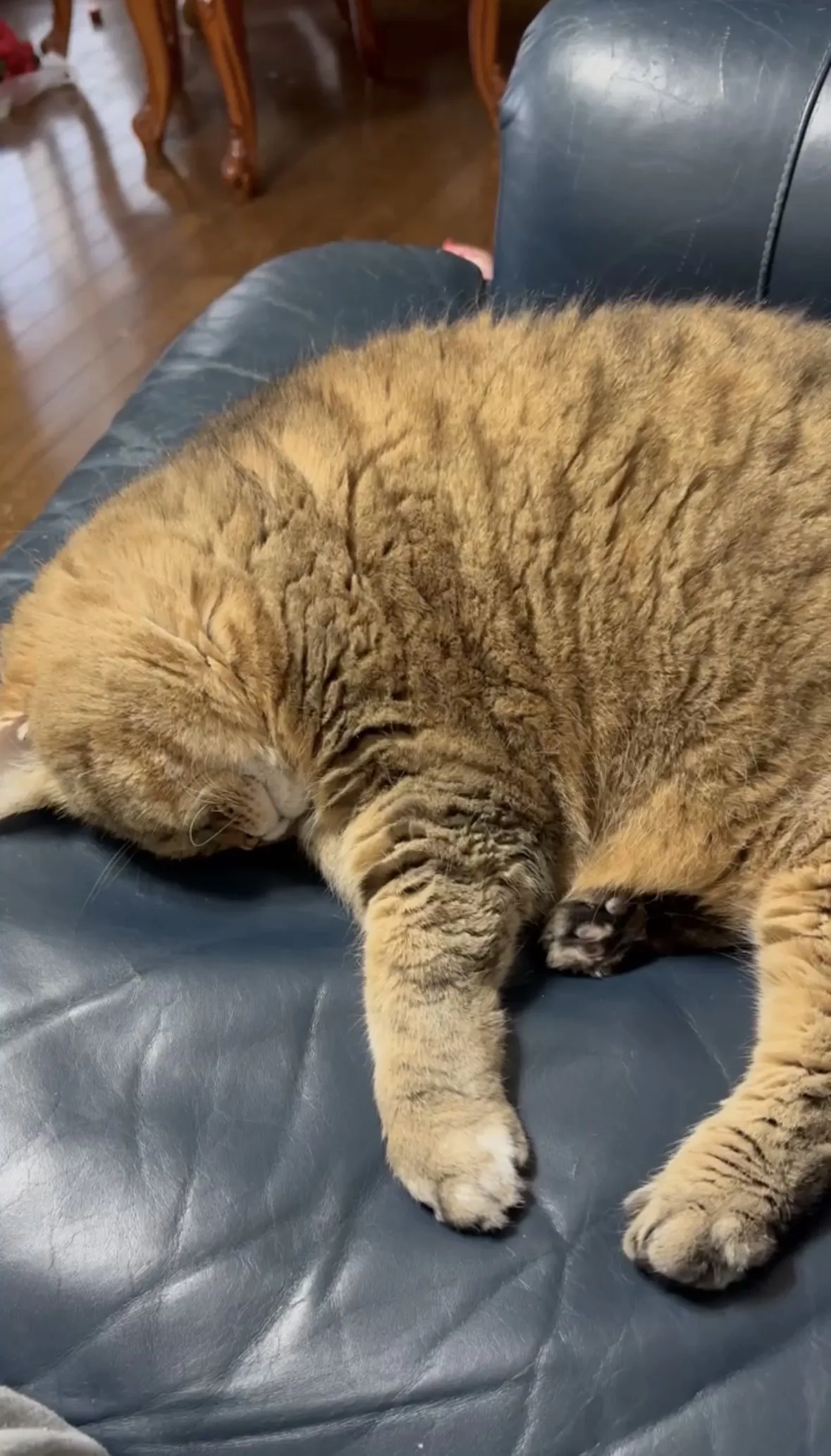 猫がソファーで寝ている