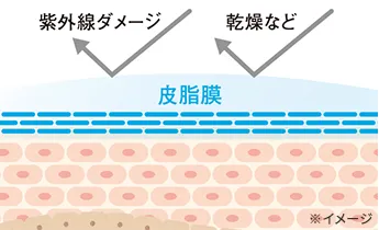 皮脂膜によるバリア機能のイメージ図