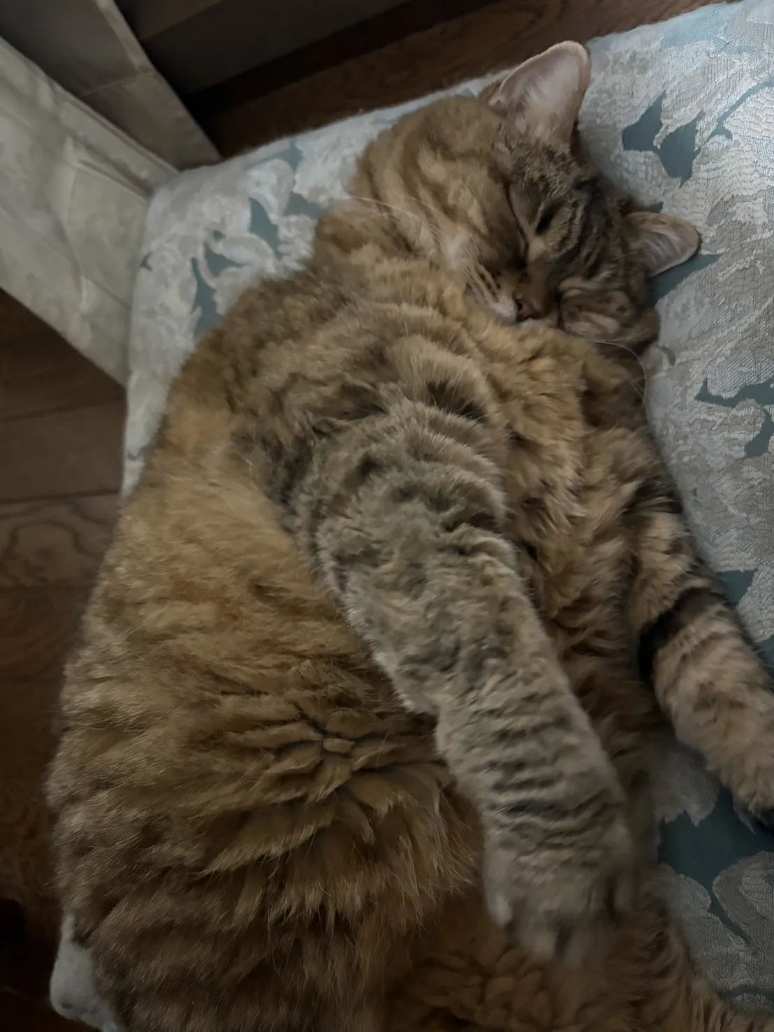 伸びをする猫