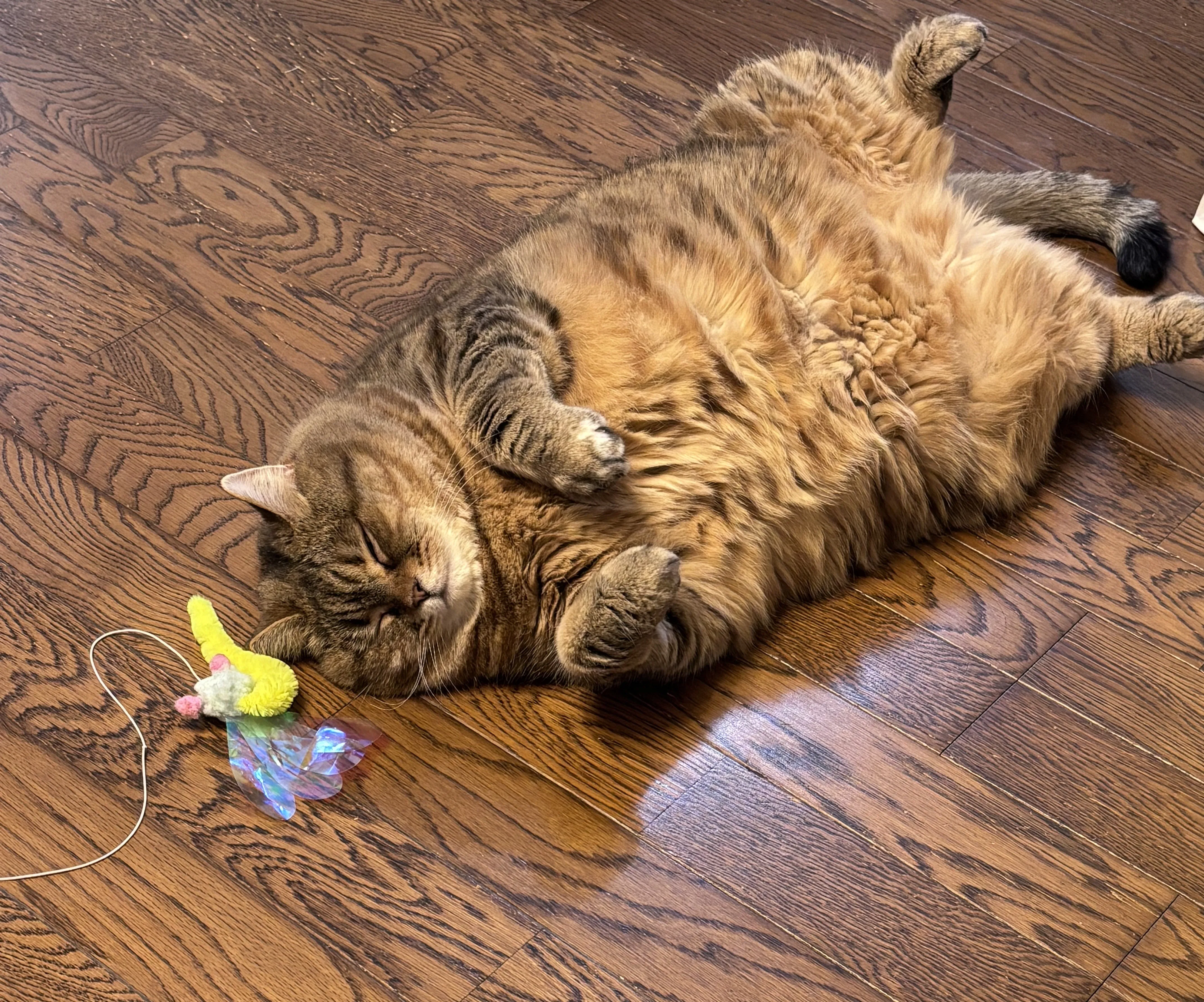 お腹を見せて寝る猫