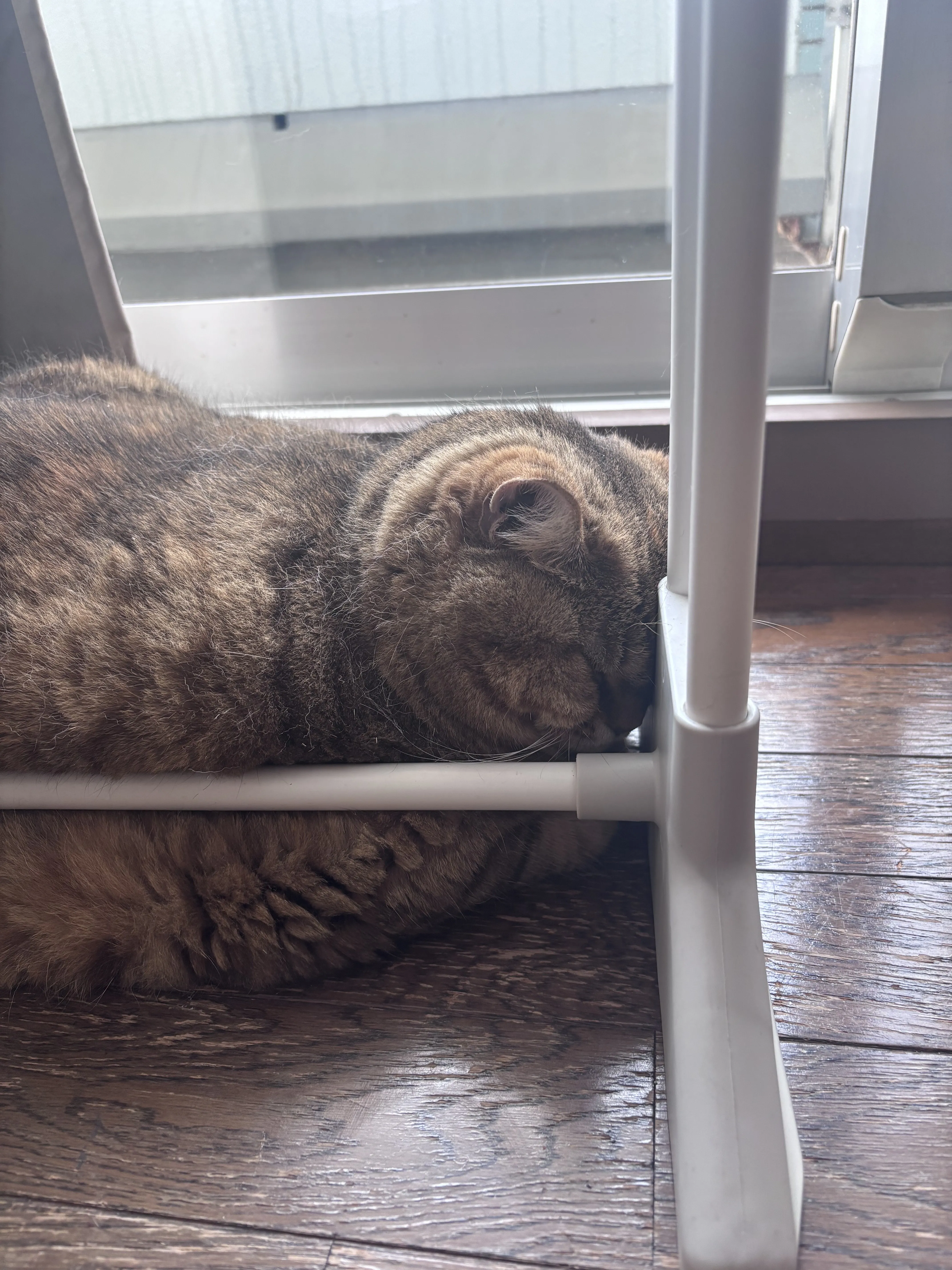 眠る猫