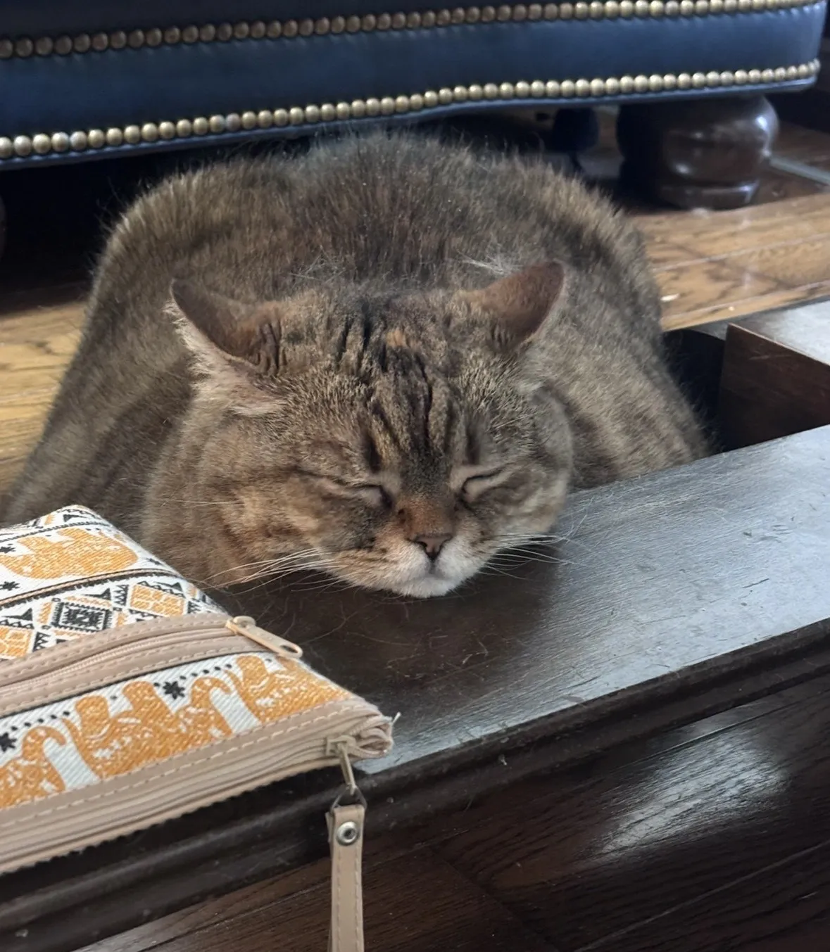 顎を乗せる猫