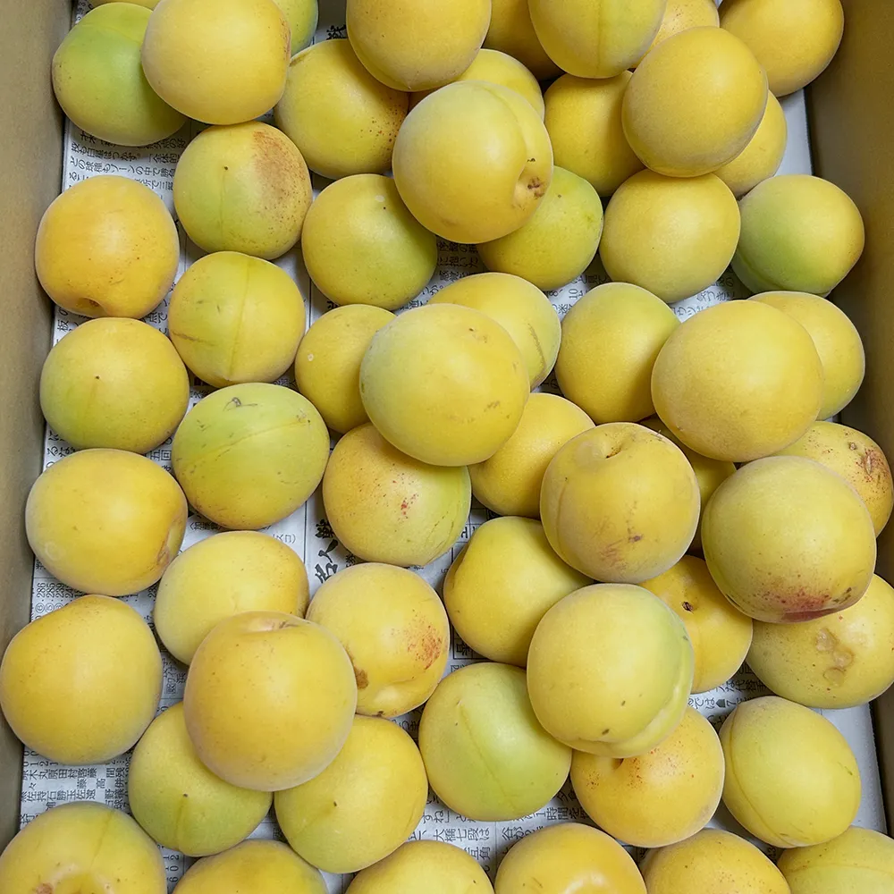 完熟梅